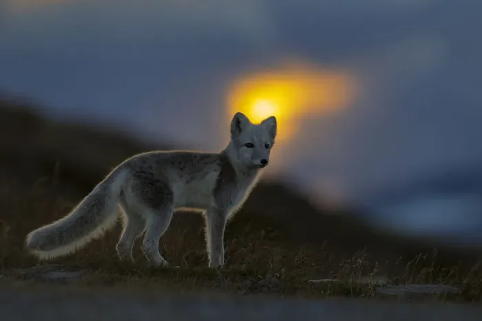 Framed Print : Arctic Fox (Alopex / Vulpes lagopus) at sunset, during moult from grey summer fur to winter white Framed Print : Arctic Fox (Alopex / Vulpes lagopus) at sunset, during moult from grey summer fur to winter white