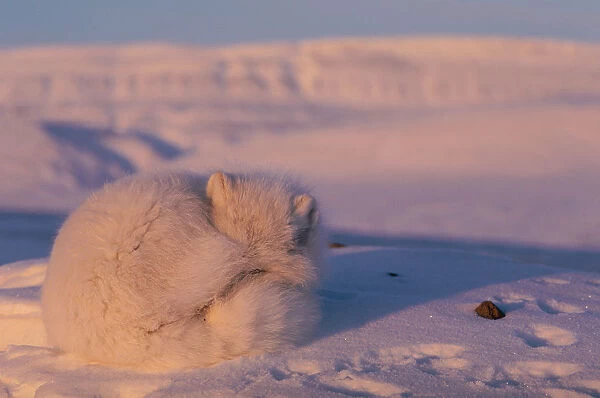 Arctic fox curled up resting {Alopes lagopus} Ellesmere Island, Canada