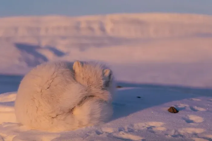 Framed Print : Arctic fox curled up resting {Alopes lagopus} Ellesmere Island, Canada Framed Print : Arctic fox curled up resting {Alopes lagopus} Ellesmere Island, Canada