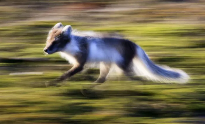 Framed Print : Arctic fox (Vulpes  /  Alopex lagopus) running, Spitsbergen, Svalbard, Norway, June 2009