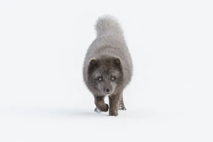 Framed Print : Arctic fox (Vulpes lagopus). Blue colour morph. Hornstrandir Nature Reserve, Iceland Framed Print : Arctic fox (Vulpes lagopus). Blue colour morph. Hornstrandir Nature Reserve, Iceland