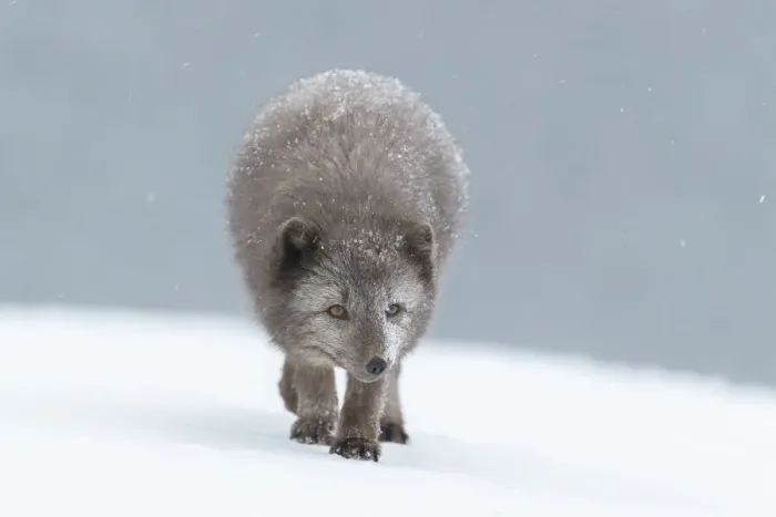 Framed Print : Arctic fox (Vulpes lagopus), blue colour morph in winter coat walking through snow Framed Print : Arctic fox (Vulpes lagopus), blue colour morph in winter coat walking through snow