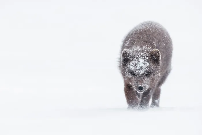 Framed Print : Arctic fox (Vulpes lagopus) blue morph, battling through strong winds in the snow fields of Hornstrandir Nature Reserve, Iceland. March Framed Print : Arctic fox (Vulpes lagopus) blue morph, battling through strong winds in the snow fields of Hornstrandir Nature Reserve, Iceland. March