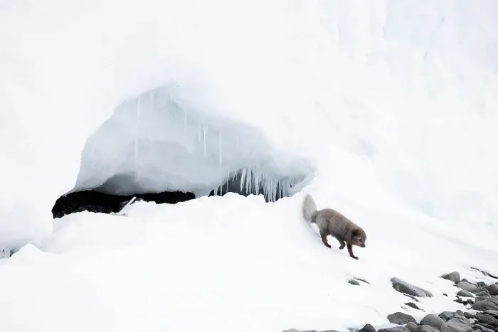 Framed Print : Arctic fox (Vulpes lagopus) blue morph, walking in the snow, Hornstrandir Nature Reserve, Iceland. March Framed Print : Arctic fox (Vulpes lagopus) blue morph, walking in the snow, Hornstrandir Nature Reserve, Iceland. March