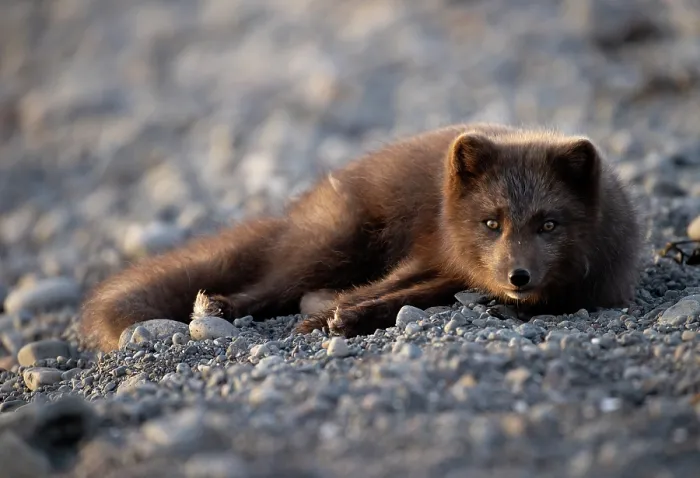 Framed Print : Arctic fox (Vulpes lagopus) blue morph, resting on pebbles, Hornstrandir Nature Reserve, Iceland. March Framed Print : Arctic fox (Vulpes lagopus) blue morph, resting on pebbles, Hornstrandir Nature Reserve, Iceland. March