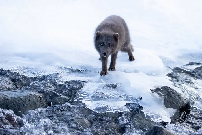 Framed Print : Arctic fox (Vulpes lagopus) blue morph, on snow-covered rocks, Hornstrandir Nature Reserve, Iceland. March Framed Print : Arctic fox (Vulpes lagopus) blue morph, on snow-covered rocks, Hornstrandir Nature Reserve, Iceland. March
