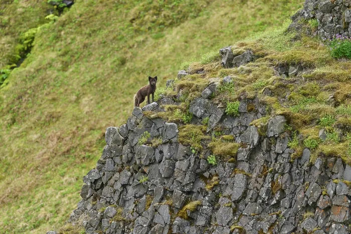 Framed Print : Arctic fox (Vulpes lagopus) blue morph in summer coat, standing at top of basalt cliff, Hornvik, Hornstrandir Nature Reserve, Iceland. July Framed Print : Arctic fox (Vulpes lagopus) blue morph in summer coat, standing at top of basalt cliff, Hornvik, Hornstrandir Nature Reserve, Iceland. July