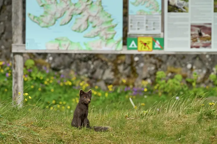 Framed Print : Arctic fox (Vulpes lagopus) blue morph in summer coat, sitting under information sign in campsite, Hornvik, Hornstrandir Nature Reserve, Iceland. July Framed Print : Arctic fox (Vulpes lagopus) blue morph in summer coat, sitting under information sign in campsite, Hornvik, Hornstrandir Nature Reserve, Iceland. July
