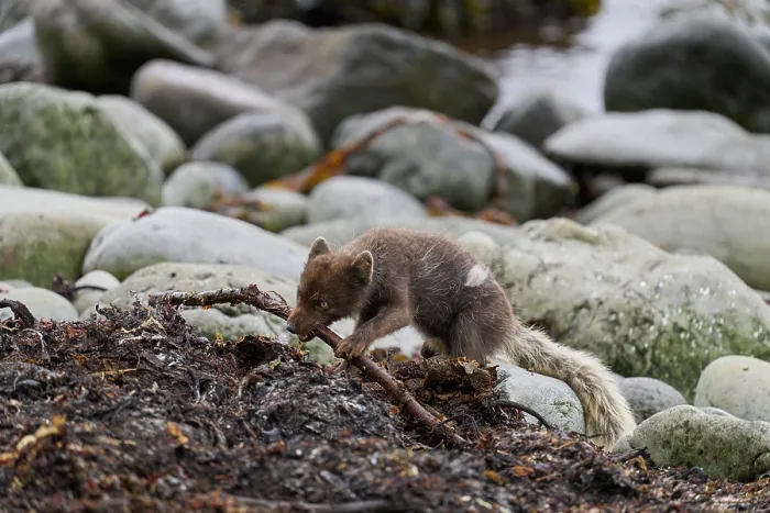 Framed Print : Arctic fox (Vulpes lagopus) blue morph in summer coat feeding on Kelp fly (Coelopa sp) larvae on beach, Hornvik, Hornstrandir Nature Reserve, Iceland. July Framed Print : Arctic fox (Vulpes lagopus) blue morph in summer coat feeding on Kelp fly (Coelopa sp) larvae on beach, Hornvik, Hornstrandir Nature Reserve, Iceland. July