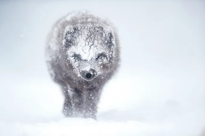 Framed Print : Arctic fox (Vulpes lagopus) blue morph walking through blizzard, Hornstrandir Nature Reserve, Iceland. March Framed Print : Arctic fox (Vulpes lagopus) blue morph walking through blizzard, Hornstrandir Nature Reserve, Iceland. March