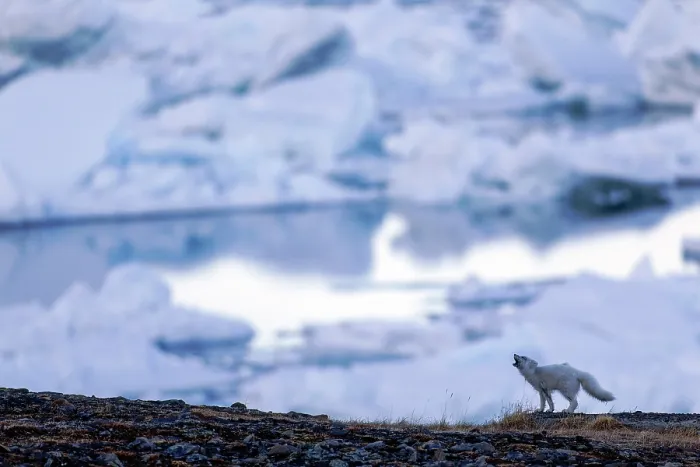 Framed Print : Arctic fox (Vulpes lagopus) calling, with icebergs and water behind, Svalbard, Norway. May Framed Print : Arctic fox (Vulpes lagopus) calling, with icebergs and water behind, Svalbard, Norway. May