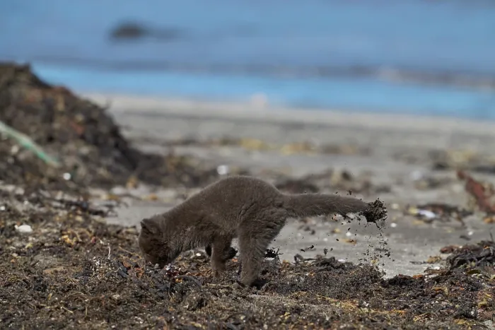 Framed Print : Arctic fox (Vulpes lagopus) cub, aged 6 weeks, blue morph in summer coat, foraging for kelp-fly larvae on beach, Hornvik, Hornstrandir Nature Reserve, Iceland. July Framed Print : Arctic fox (Vulpes lagopus) cub, aged 6 weeks, blue morph in summer coat, foraging for kelp-fly larvae on beach, Hornvik, Hornstrandir Nature Reserve, Iceland. July