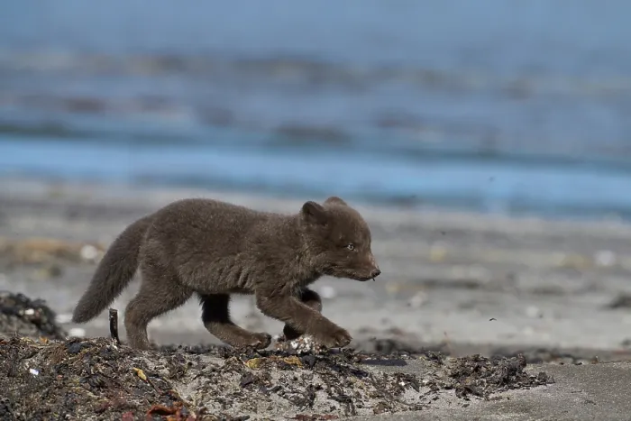 Framed Print : Arctic fox (Vulpes lagopus) cub, aged 6 weeks, blue morph in summer coat, walking along beach, Hornvik, Hornstrandir Nature Reserve, Iceland. July Framed Print : Arctic fox (Vulpes lagopus) cub, aged 6 weeks, blue morph in summer coat, walking along beach, Hornvik, Hornstrandir Nature Reserve, Iceland. July