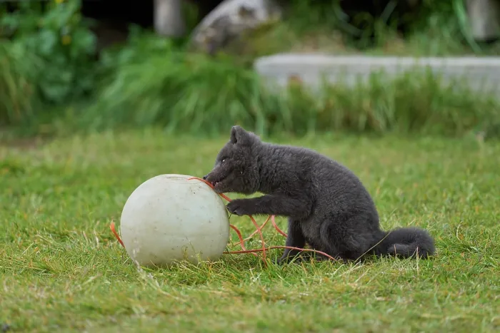 Framed Print : Arctic fox (Vulpes lagopus) cub, aged 6 weeks, blue morph in summer coat, playing with fishing buoy outside Ranger Station in campsite, Hornvik, Hornstrandir Nature Reserve Framed Print : Arctic fox (Vulpes lagopus) cub, aged 6 weeks, blue morph in summer coat, playing with fishing buoy outside Ranger Station in campsite, Hornvik, Hornstrandir Nature Reserve