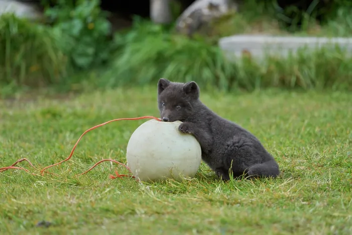 Framed Print : Arctic fox (Vulpes lagopus) cub, aged 6 weeks, blue morph in summer coat, playing with fishing buoy outside Ranger Station in campsite, Hornvik, Hornstrandir Nature Reserve