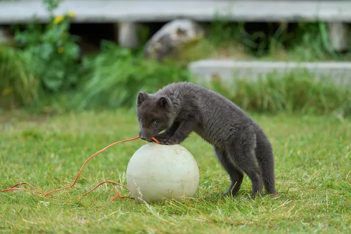 Framed Print : Arctic fox (Vulpes lagopus) cub, aged 6 weeks, blue morph in summer coat, playing with fishing buoy outside Ranger Station in campsite, Hornvik, Hornstrandir Nature Reserve Framed Print : Arctic fox (Vulpes lagopus) cub, aged 6 weeks, blue morph in summer coat, playing with fishing buoy outside Ranger Station in campsite, Hornvik, Hornstrandir Nature Reserve