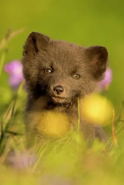 Framed Print : Arctic fox (Vulpes lagopus) cub in meadow, portrait. Hornstrandir Nature Reserve, Iceland, July Framed Print : Arctic fox (Vulpes lagopus) cub in meadow, portrait. Hornstrandir Nature Reserve, Iceland, July
