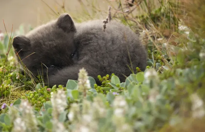 Framed Print : Arctic fox (Vulpes lagopus) cub resting. Hornstrandir Nature Reserve, Iceland, July Framed Print : Arctic fox (Vulpes lagopus) cub resting. Hornstrandir Nature Reserve, Iceland, July