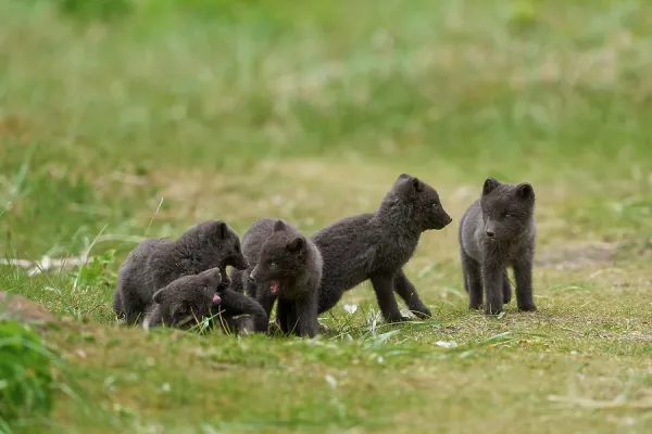 Arctic Fox Cubs in Summer Coat, Hornvik, Iceland Print. Art Prints