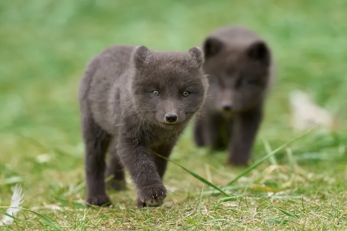 Framed Print : Two Arctic fox (Vulpes lagopus) cubs, aged 6 weeks, blue morph in summer coat, walking through campsite, Hornvik, Hornstrandir Nature Reserve, Iceland. July Framed Print : Two Arctic fox (Vulpes lagopus) cubs, aged 6 weeks, blue morph in summer coat, walking through campsite, Hornvik, Hornstrandir Nature Reserve, Iceland. July