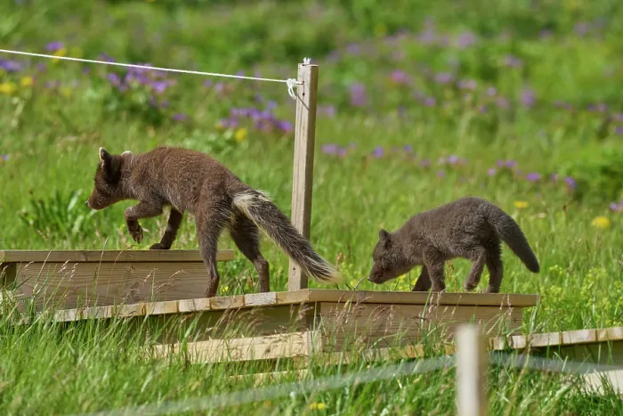 Two Arctic Fox Cubs, Hornvik, Iceland - Print. Art Prints, Posters