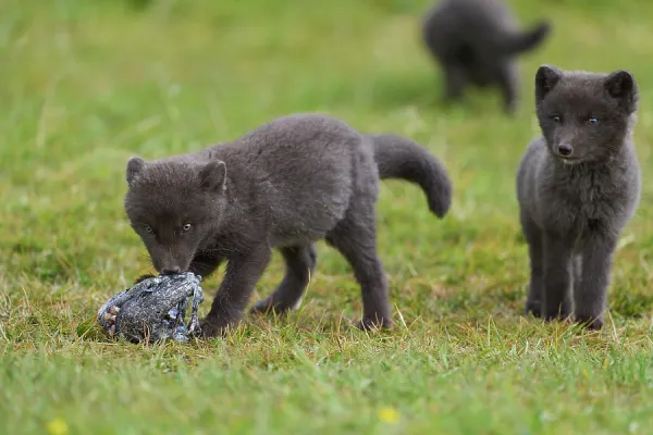 Arctic Fox Cubs with Atlantic Wolffish Head, Hornvik Print. Art