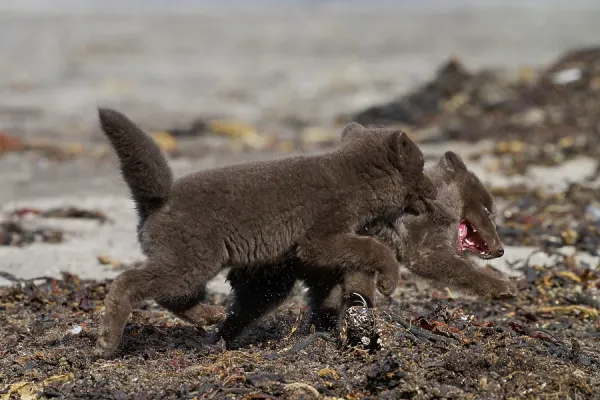 Two Arctic Fox Cubs, Hornvik, Iceland - Print. Art Prints, Posters