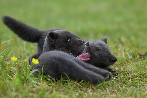 Two Arctic Fox Cubs Playing in Hornvik, Iceland Print. Art Prints