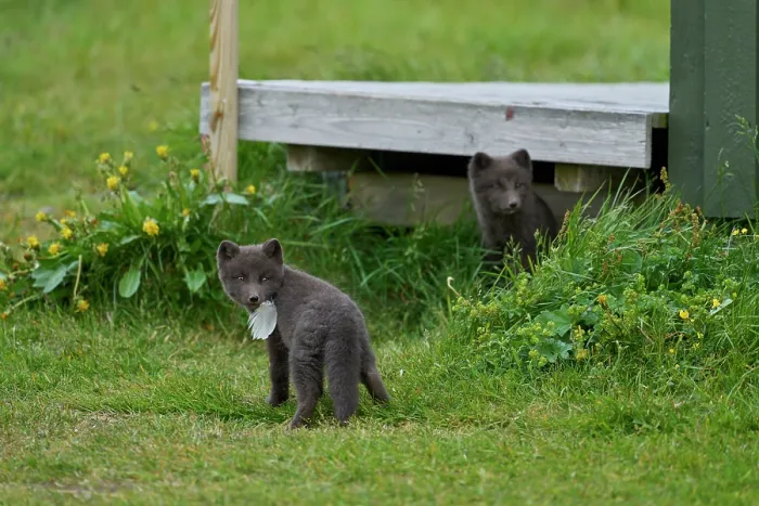 Framed Print : Two Arctic fox (Vulpes lagopus) cubs, aged 6 weeks, blue morph in summer coat, playing in campsite, Hornvik, Hornstrandir Nature Reserve, Iceland. July Framed Print : Two Arctic fox (Vulpes lagopus) cubs, aged 6 weeks, blue morph in summer coat, playing in campsite, Hornvik, Hornstrandir Nature Reserve, Iceland. July