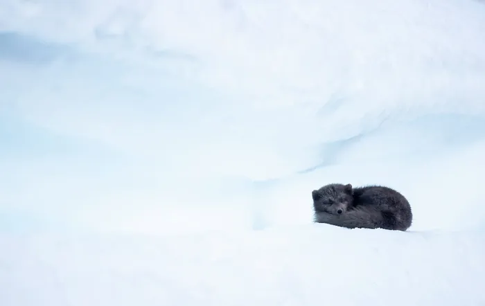 Framed Print : Arctic fox (Vulpes lagopus) curled up, sleeping on snow, Iceland. March Framed Print : Arctic fox (Vulpes lagopus) curled up, sleeping on snow, Iceland. March
