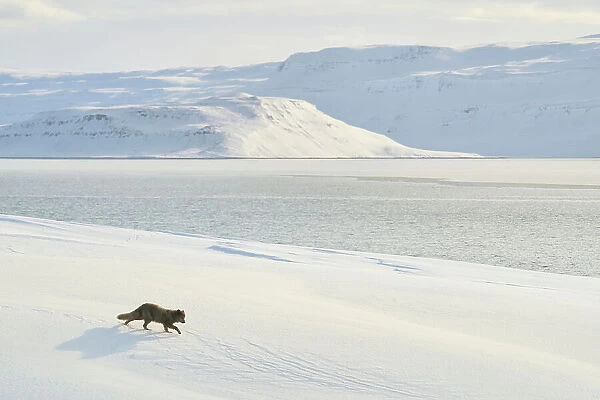 Arctic fox (Vulpes lagopus), female blue colour morph in winter coat, walking across snow covered landscape. Baited with small amount of natural food (dried fish). Hornstrandir, Iceland. February