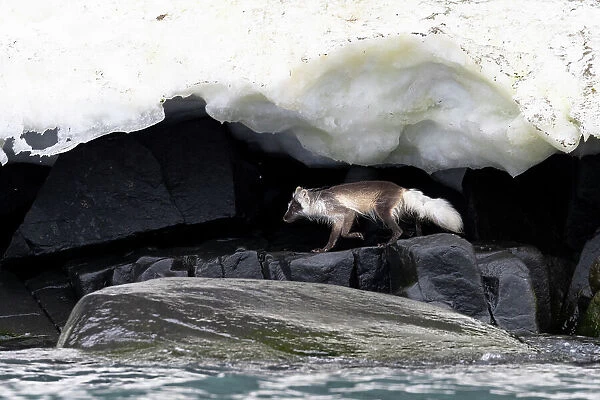 Arctic fox (Vulpes lagopus) hunting along rocky shoreline under overhanging ice, Svalbard, Norway. July