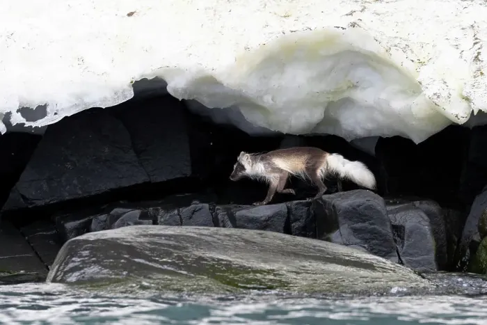 Framed Print : Arctic fox (Vulpes lagopus) hunting along rocky shoreline under overhanging ice, Svalbard, Norway. July Framed Print : Arctic fox (Vulpes lagopus) hunting along rocky shoreline under overhanging ice, Svalbard, Norway. July