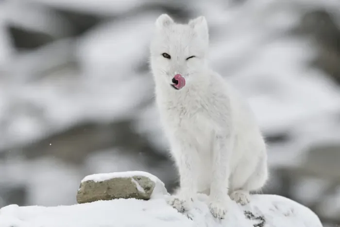 Framed Print : Arctic fox (Vulpes lagopus), juvenile licking lips, winter pelage. Dovrefjell National Park, Norway Framed Print : Arctic fox (Vulpes lagopus), juvenile licking lips, winter pelage. Dovrefjell National Park, Norway