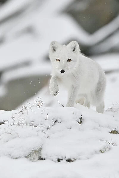 Arctic fox (Vulpes lagopus), juvenile running through snow, winter pelage. Dovrefjell National Park