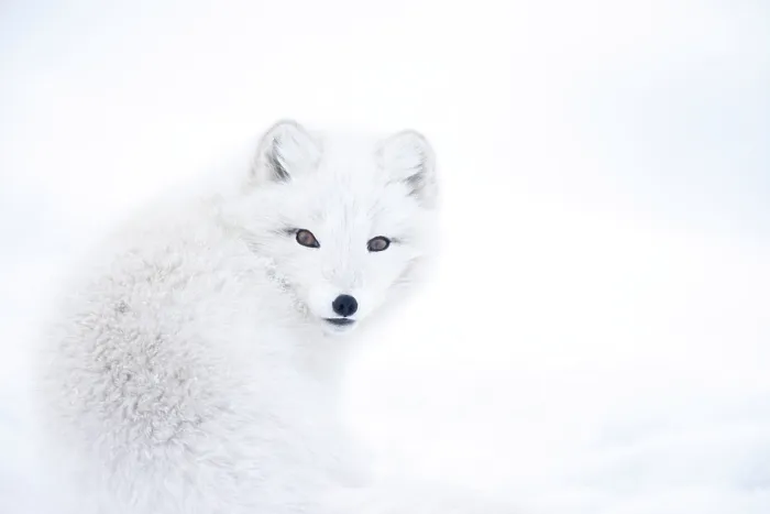 Framed Print : Arctic fox (Vulpes lagopus) looking over its shoulder, portrait, Iceland. March Framed Print : Arctic fox (Vulpes lagopus) looking over its shoulder, portrait, Iceland. March