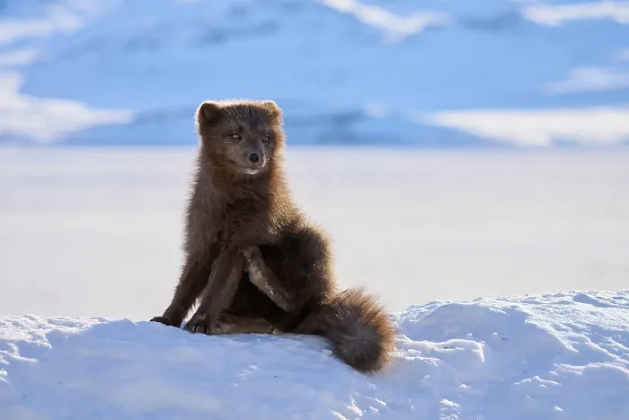 Framed Print : Arctic fox (Vulpes lagopus) male, blue morph in winter coat, sitting on snow, Hornstrandir Nature Reserve, Iceland. March. Controlled conditions Framed Print : Arctic fox (Vulpes lagopus) male, blue morph in winter coat, sitting on snow, Hornstrandir Nature Reserve, Iceland. March. Controlled conditions