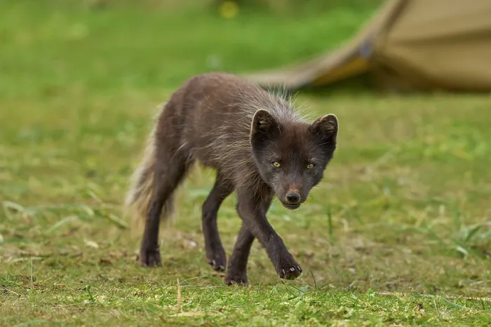 Framed Print : Arctic fox (Vulpes lagopus) male, blue morph in summer coat, walking through campsite, Hornvik, Hornstrandir Nature Reserve, Iceland. July Framed Print : Arctic fox (Vulpes lagopus) male, blue morph in summer coat, walking through campsite, Hornvik, Hornstrandir Nature Reserve, Iceland. July
