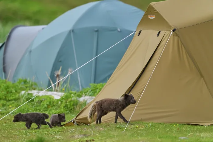Framed Print : Arctic fox (Vulpes lagopus) male, blue morph in summer coat, among tents in campsite with cubs, aged 6 weeks, Hornvik, Hornstrandir Nature Reserve, Iceland. July Framed Print : Arctic fox (Vulpes lagopus) male, blue morph in summer coat, among tents in campsite with cubs, aged 6 weeks, Hornvik, Hornstrandir Nature Reserve, Iceland. July