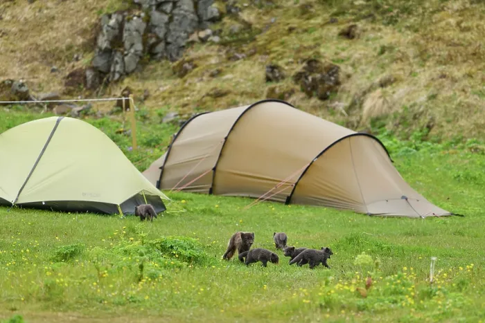 Framed Print : Arctic fox (Vulpes lagopus) male, blue morph in summer coat, among tents in campsite with cubs, aged 6 weeks, Hornvik, Hornstrandir Nature Reserve, Iceland. July Framed Print : Arctic fox (Vulpes lagopus) male, blue morph in summer coat, among tents in campsite with cubs, aged 6 weeks, Hornvik, Hornstrandir Nature Reserve, Iceland. July