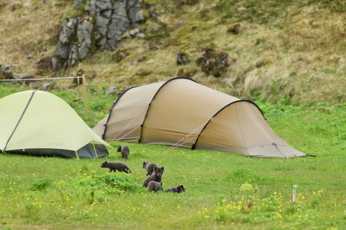 Framed Print : Arctic fox (Vulpes lagopus) male, blue morph in summer coat, among tents in campsite with cubs, aged 6 weeks, Hornvik, Hornstrandir Nature Reserve, Iceland. July Framed Print : Arctic fox (Vulpes lagopus) male, blue morph in summer coat, among tents in campsite with cubs, aged 6 weeks, Hornvik, Hornstrandir Nature Reserve, Iceland. July
