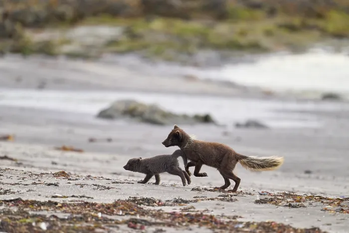 Framed Print : Arctic fox (Vulpes lagopus) male, blue morph in summer coat, playing with cub, aged 6 weeks, on beach, Hornvik, Hornstrandir Nature Reserve, Iceland. July Framed Print : Arctic fox (Vulpes lagopus) male, blue morph in summer coat, playing with cub, aged 6 weeks, on beach, Hornvik, Hornstrandir Nature Reserve, Iceland. July