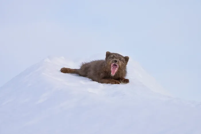 Framed Print : Arctic fox (Vulpes lagopus) male blue morph in winter coat, resting on pile of snow and yawning, Hornstrandir Nature Reserve, Iceland. March. Controlled conditions Framed Print : Arctic fox (Vulpes lagopus) male blue morph in winter coat, resting on pile of snow and yawning, Hornstrandir Nature Reserve, Iceland. March. Controlled conditions