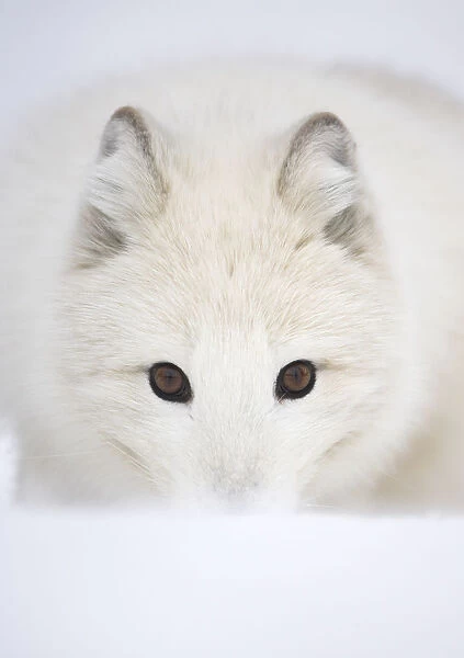 Arctic Fox (Vulpes lagopus) portrait in winter coat. Norway, Captive, March