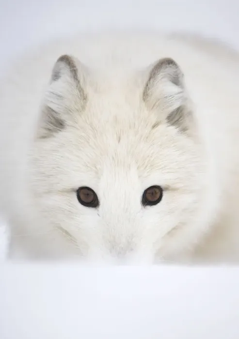 Framed Print : Arctic Fox (Vulpes lagopus) portrait in winter coat. Norway, Captive, March Framed Print : Arctic Fox (Vulpes lagopus) portrait in winter coat. Norway, Captive, March