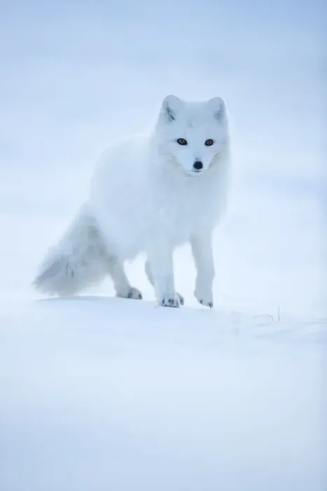 Framed Print : Arctic Fox (Vulpes lagopus) portrait in winter coat, Svalbard, Norway, April Framed Print : Arctic Fox (Vulpes lagopus) portrait in winter coat, Svalbard, Norway, April