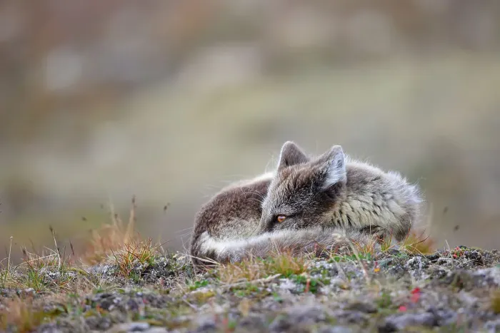 Framed Print : Arctic fox (Vulpes lagopus) resting in grass, Isfjorden, Svalbard, Norway, July Framed Print : Arctic fox (Vulpes lagopus) resting in grass, Isfjorden, Svalbard, Norway, July