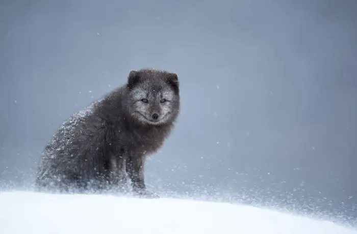 Framed Print : Arctic fox (Vulpes lagopus) resting in snow. Hornstrandir Nature Reserve, Iceland Framed Print : Arctic fox (Vulpes lagopus) resting in snow. Hornstrandir Nature Reserve, Iceland