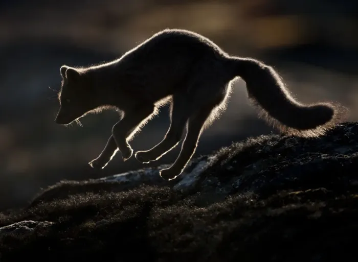 Framed Print : Arctic fox (Vulpes lagopus) silhouetted while jumping, Disko Bay, Greenland, August 2009 Framed Print : Arctic fox (Vulpes lagopus) silhouetted while jumping, Disko Bay, Greenland, August 2009