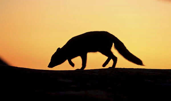 Arctic fox (Vulpes lagopus) silhouetted at sunset, Greenland, August 2009